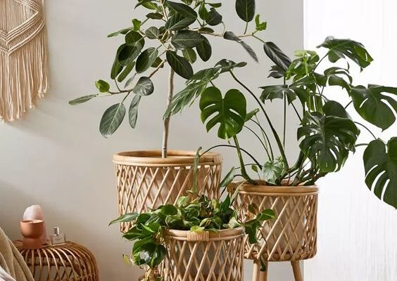 Take care of indoor plants Indoor Plants