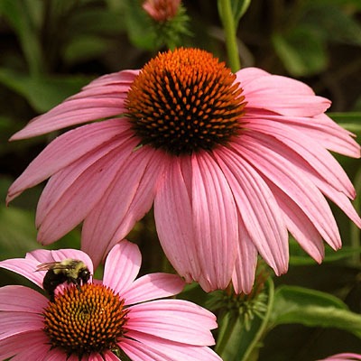 Flowers Pollinators