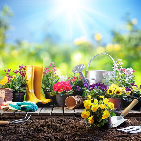 Gardening Beginner Gardeners Successful Garden Successful Gardening