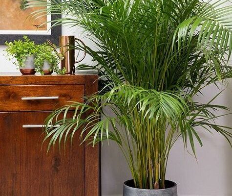 Indoor Palm Trees