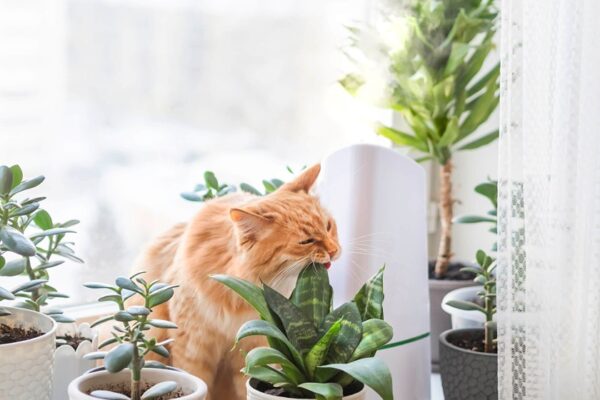 Pet-Friendly Indoor Plants Pets Cats Dogs Plants