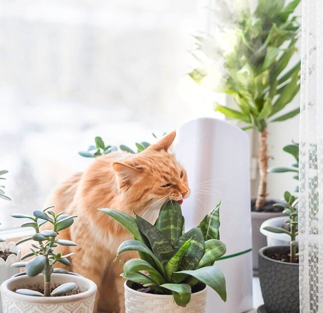 Pet-Friendly Indoor Plants Pets Cats Dogs Plants
