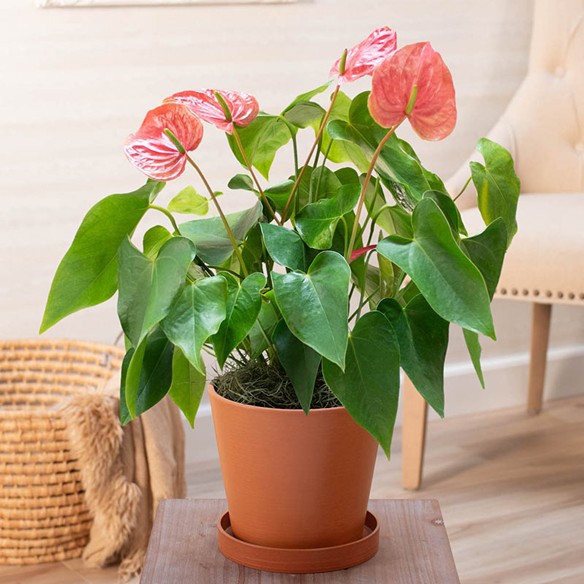 Take care of indoor plants Indoor Plants
