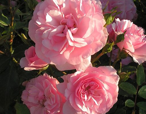 Types of Roses Roses Rosa Rose