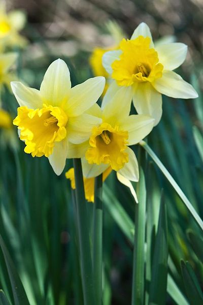 Types of Daffodils