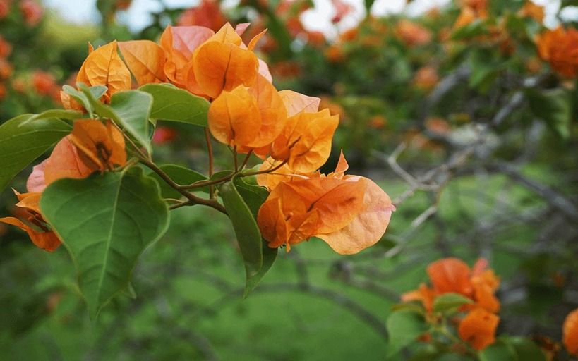 9 Vibrant Types of Bougainvillea for Home - Envisage Scapes