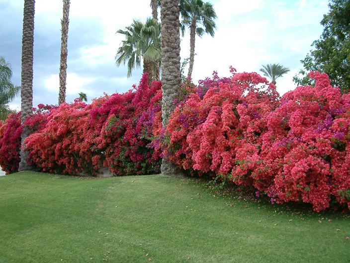 Grow and Care for Bougainvillea