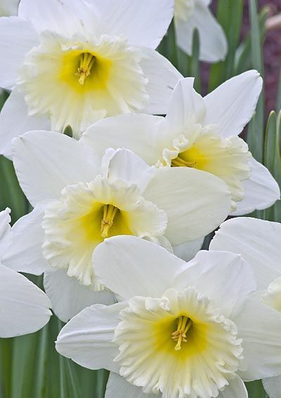 Types of Daffodils
