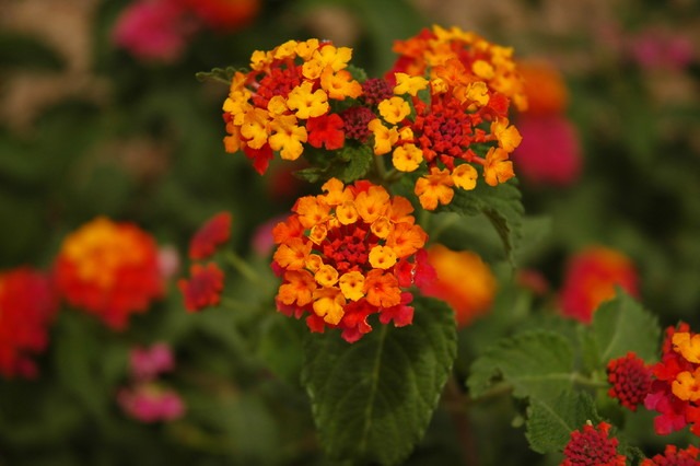 Types of Lantana Lantana Plant Lantana Flower