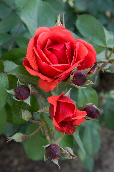 Types of Roses Roses Rosa Rose