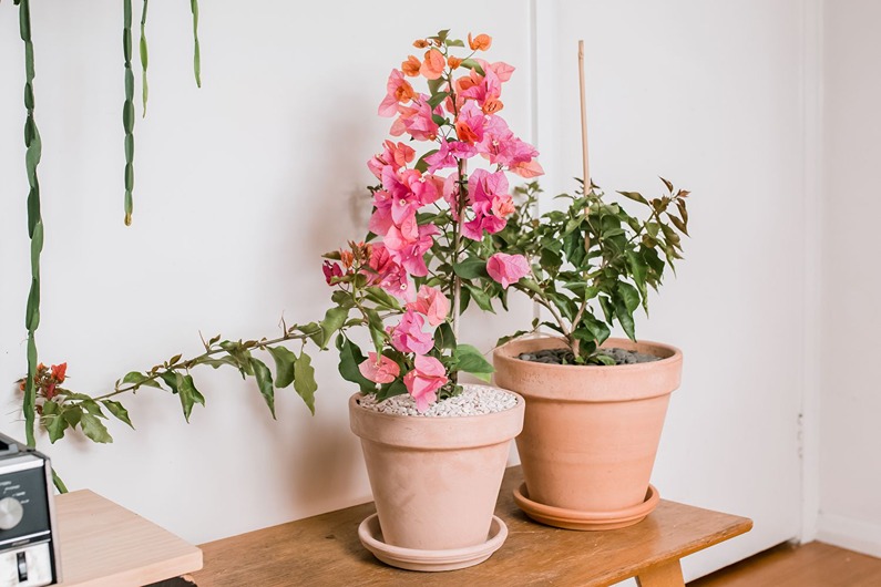 Grow and Care for Bougainvillea