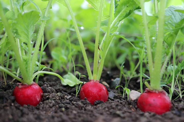 Quickly Growing Vegetables