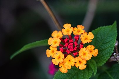 Types of Lantana Lantana Plant Lantana Flower