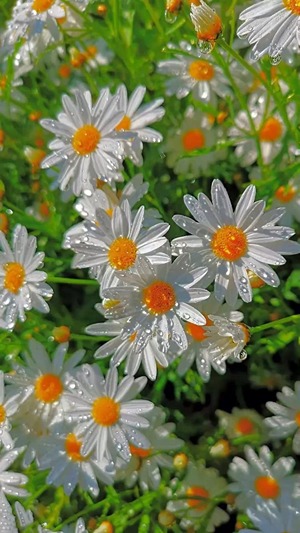 How to Grow and Care for Daisies