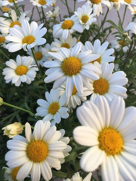 How to Grow and Care for Daisies