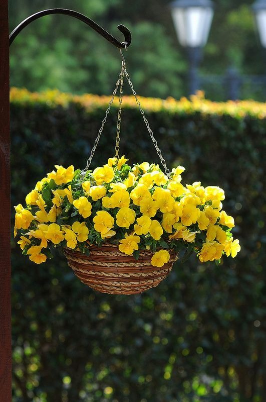 Hanging Basket Flowers Flowers for Hanging Baskets Hanging Baskets