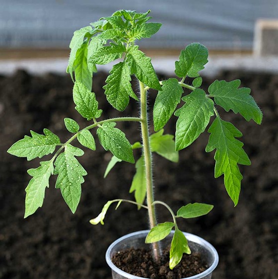 Growing tomato Plant Growing tomatoes