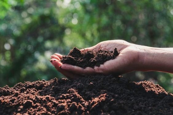 Best Soil Type