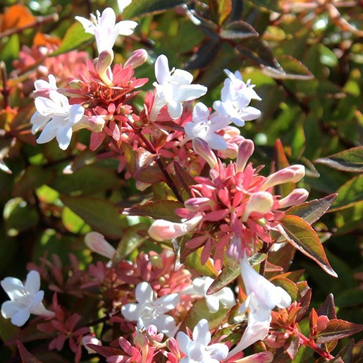 How to Grow and Care for Abelia