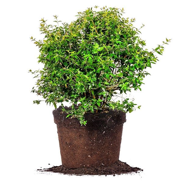 How to Grow and Care for Abelia