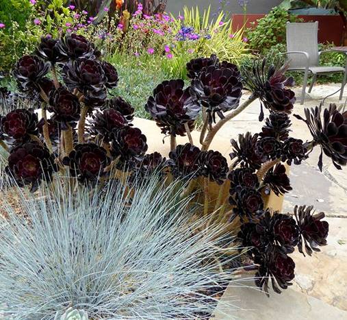 How to Grow and Care Aeoniums