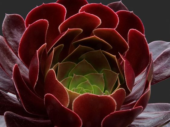 How to Grow and Care Aeoniums