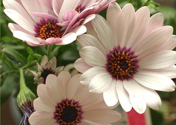 How to Grow and Care 7 African Daisies
