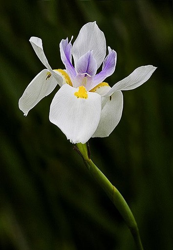 How to Grow and Care for African Iris African Iris Dietes iridioides