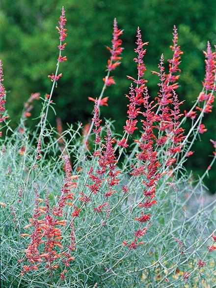 How to Grow and Care Agastache