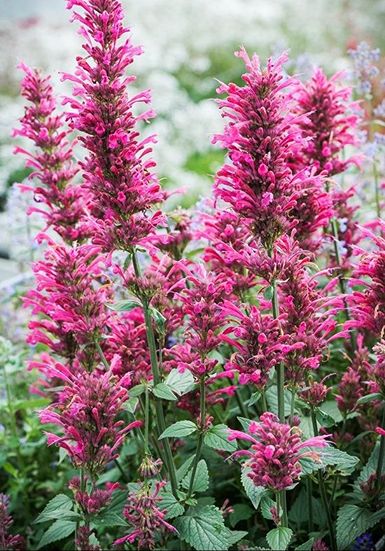 How to Grow and Care Agastache