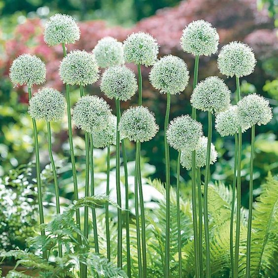Grow and Care for Alliums