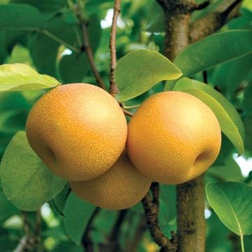 Asian Pear Trees