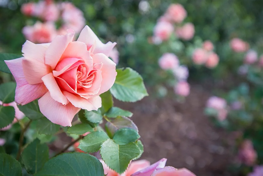 Miniature Roses Rosa