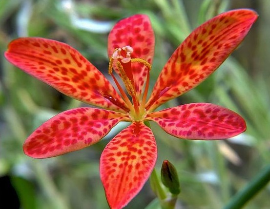 How to grow Blackberry Lily