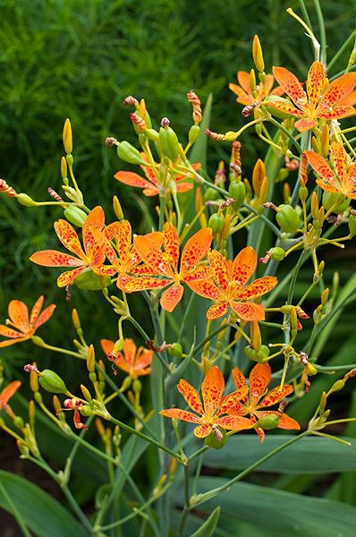 How to grow Blackberry Lily