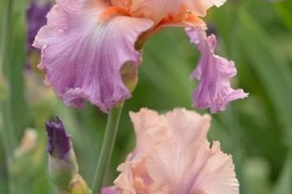 How to Grow Bearded Iris