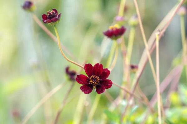 How to Grow and Care for Chocolate Cosmos Chocolate Cosmos