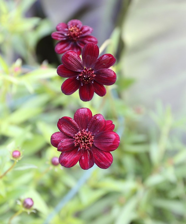 How to Grow and Care for Chocolate Cosmos Chocolate Cosmos