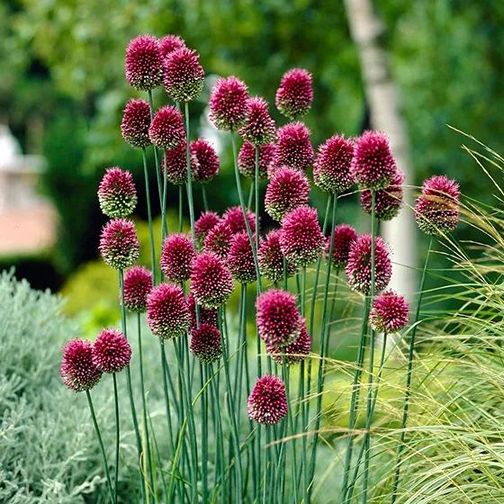 Grow and Care for Alliums