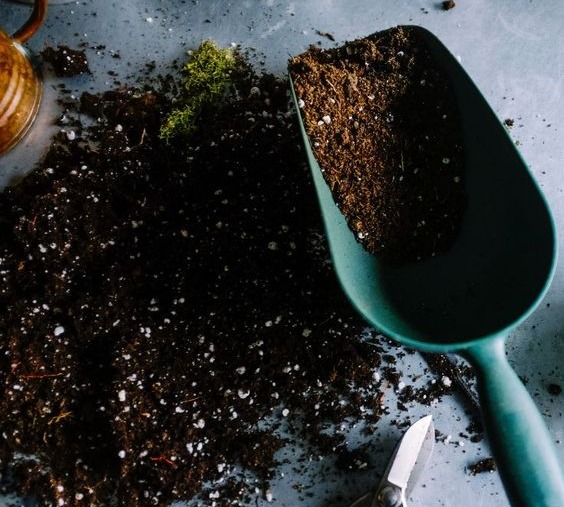 How to Grow Acoma Crape Myrtle