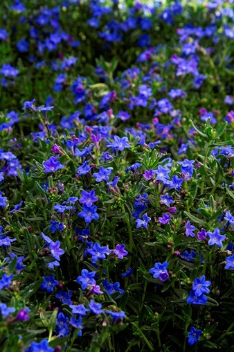 How to Grow and Care for Lithodora