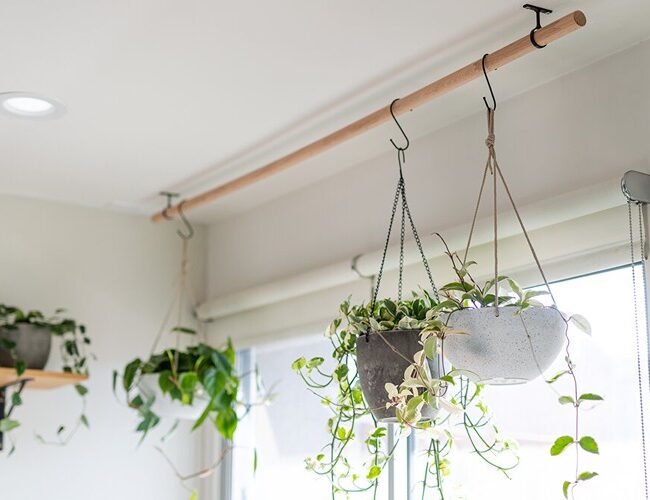 Hang Plants from the Ceiling