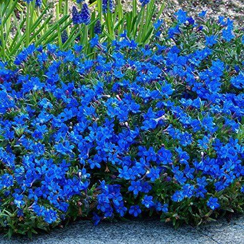 How to Grow and Care for Lithodora
