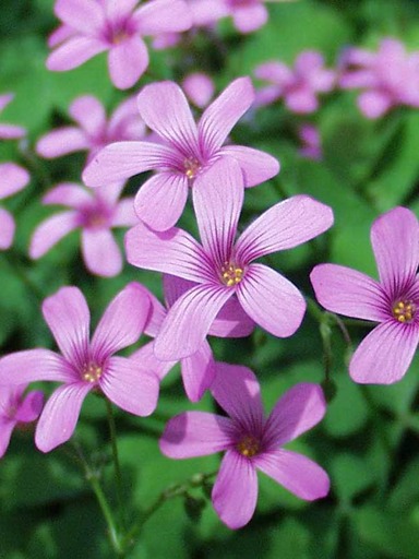 Grow and Care for Oxalis