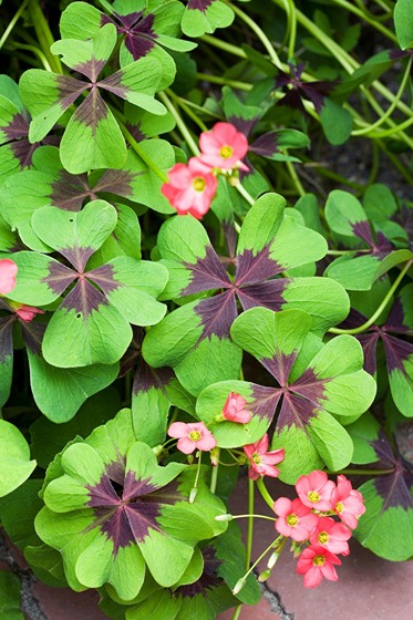 Grow and Care for Oxalis
