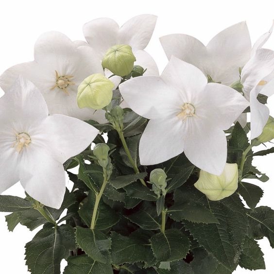 How to grow Balloon Flowers