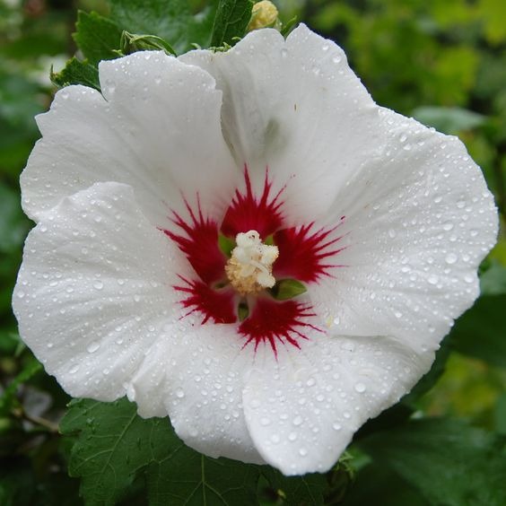 Grow and Care for Rose of Sharon