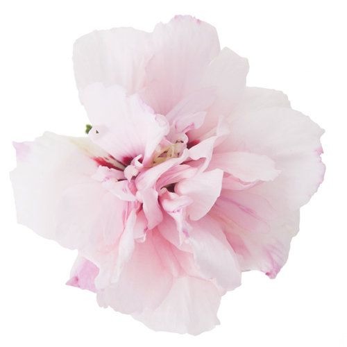 Grow and Care for Rose of Sharon
