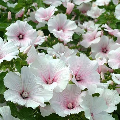 Grow and Care for Lavatera