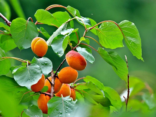 Apricot Tree Apricot
